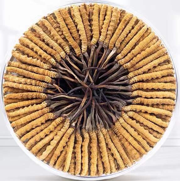 头屯河冬虫夏草回收